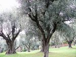 Olive Grove in garden from Cagnes-sur-Mer